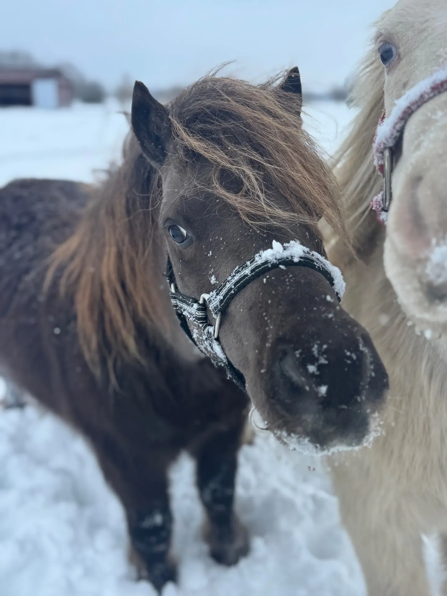 Limelight’s Eagle Eye Cherry