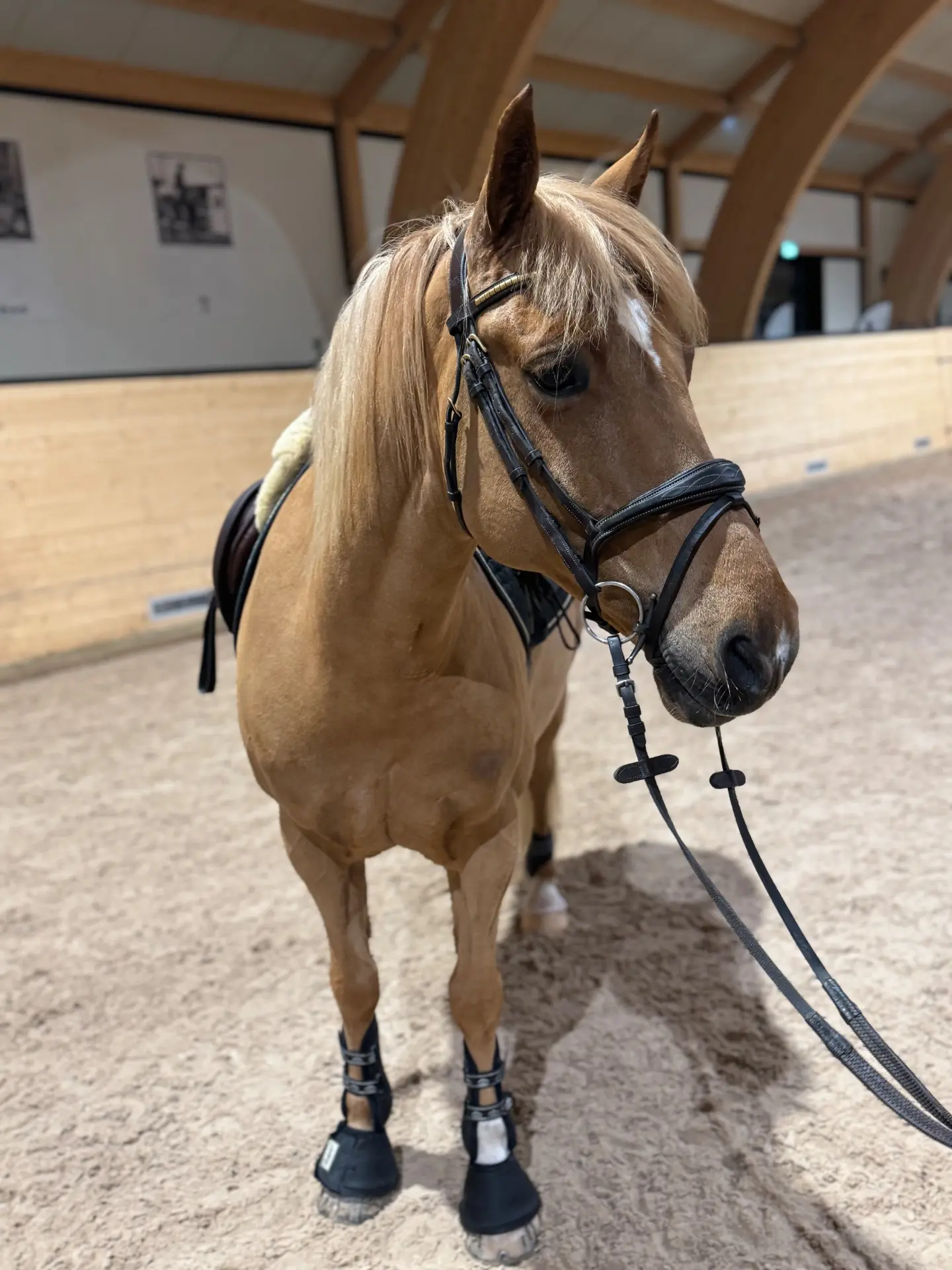 Sagolandets Huffle Puff