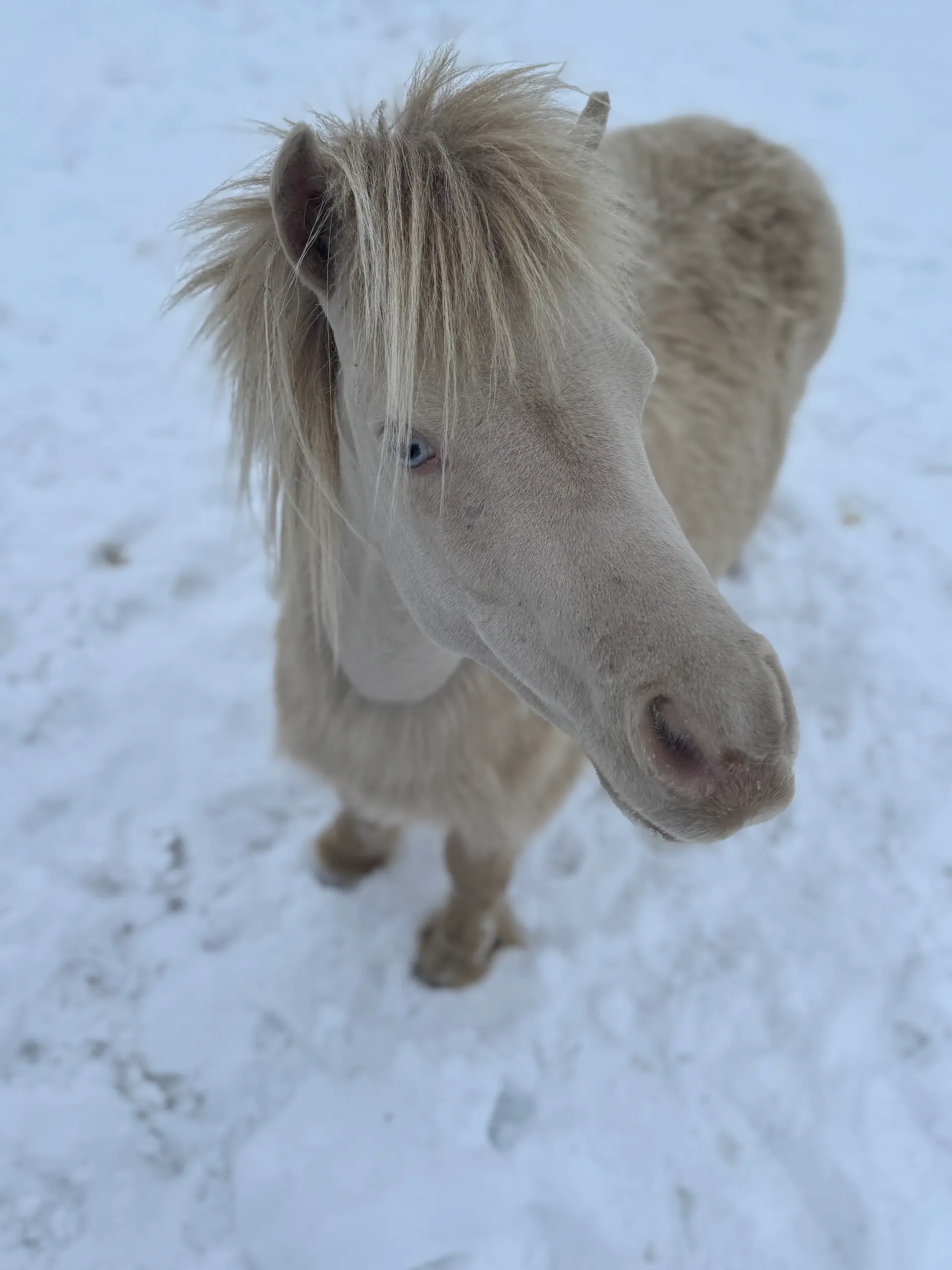 Limelight’s Johnny Winter
